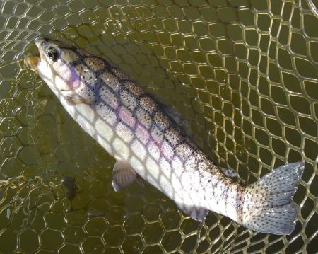 大安トラウトレイク釣果